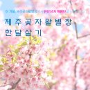 제주곶자왈별장 이미지