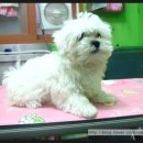 단비펫살롱 이미지