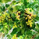 피스타치오 칼로리 효능 맛 부작용 이미지