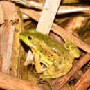 금와습지 생태공원 이미지