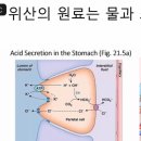 위장과 췌장 효소의 필수는 소금 이미지