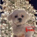 일보시개 24시 애견호텔&애견유치원 | 해운대 애견미용 애견유치원 몽아띠