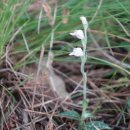 도깨비풀 이미지