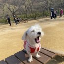 강아지대공원