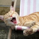 이리산소 이미지