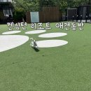 충주 켄싱턴 리조트 애견동반 조식 펫파크 이용 후기