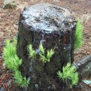 그루터기 이미지