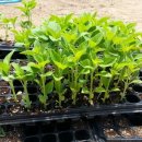 나주호농장 이미지