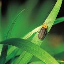 반딧불 PC 이미지