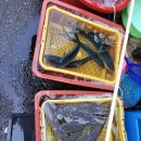 씨유마산부림점 | 마산관광명소 국내3대 수산물시장 마산어시장