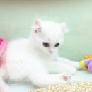 제주 헬로우펫 이미지