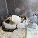 11215-자양2-378 | 고양이 전염성 복막염(FIP) 치료 총정리 환묘일기 문라이트 자가 주사