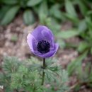 람메르무어의 루치아 이미지