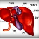 쓸개[열주머니, 담낭] 이미지