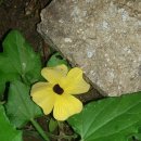 고운:눈