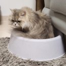 2022년 궁디팡팡캣페스타 BUSAN 후기😽