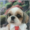 해피그루밍 | 중랑구반려미용 강아지도 웃는 이유, 이쁜댕 첫 방문 후기