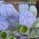 순비기나무꽃 북쪽비단노린재 약충 이미지