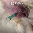 24시 모란동물 메디컬센터 이미지