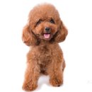 토이포토 이미지