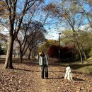 중앙건재 | 하남 미사경정공원 가을 단풍시기 주차 강아지 후기