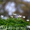 내안에너의꽃