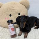 고홍집 | 레디펫고 홍삼이랑유산균 소형견 노령견 먹기 좋은 부드러운 가수분해 간식후기