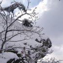 남양주 축령산 눈(雪)산행 이미지