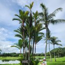 우림휘트니스클럽 | ⛳ 코타키나발루 골프여행 3색 골프 달릿베이 CC 라운드 샹그릴라 라사리아 리조트