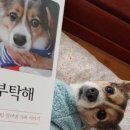 메오메오 이미지