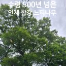 느티나무공인중개사사무소 이미지
