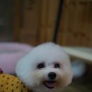 레이지 포 이미지