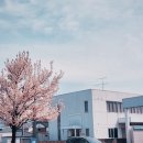 이마트24 배꽃마을점 | 2026 일본 벚꽃 개화시기 총정리! 요나고 벚꽃·배꽃 후기 (항공/호텔 50% 할인 팁)