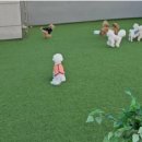 모글리몽 이미지