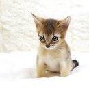 인천고양이분양 도레미캣 이미지