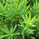 ☞11조☜ 식물도감 (주목 Taxus cuspidata ) 이미지