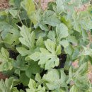 박정식농장 이미지