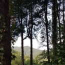 용문산야생화마을 이미지