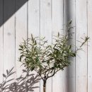 올리브나무 이미지