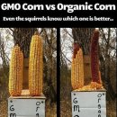 오늘(12일)부터 한 달간 GMO 완전표시제 국민청원 합니다. (많은 동참 부탁합니다!) 이미지