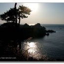 숲 바다 이미지