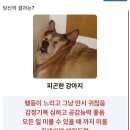 원조찹쌀순대 이미지