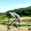 시골풍경 - 평택시 | 시골풍경