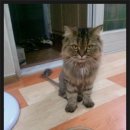 스코티쉬폴드와 터키쉬앙고라의 믹스 고양이 변신 이미지
