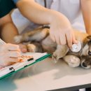 멍멍이를 부탁해 이미지