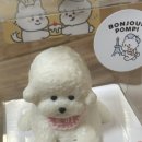 봉쥬르폼피 이미지