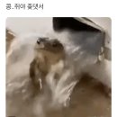 우미양가
