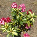 별이네집 이미지