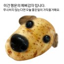 피치앤명동 | 억지로 해를 띄우려하지않으리