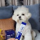 해마루약국 | 페노비스 벳 반려견 유산균, 알레르기 피부질환 완화 KT-11